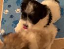 coton de tulear puppies for sale19