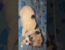 coton de tulear puppies for sale49