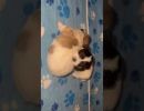 coton de tulear puppies for sale58