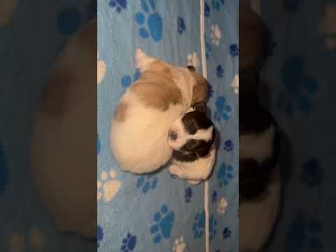 coton de tulear puppies for sale58