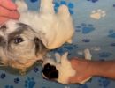 coton de tulear puppies for sale71