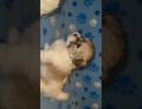 coton de tulear puppies for sale79