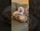 coton de tulear puppies for sale