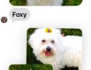 foxy sadie
