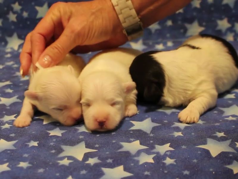 coton de tulear puppies for sale