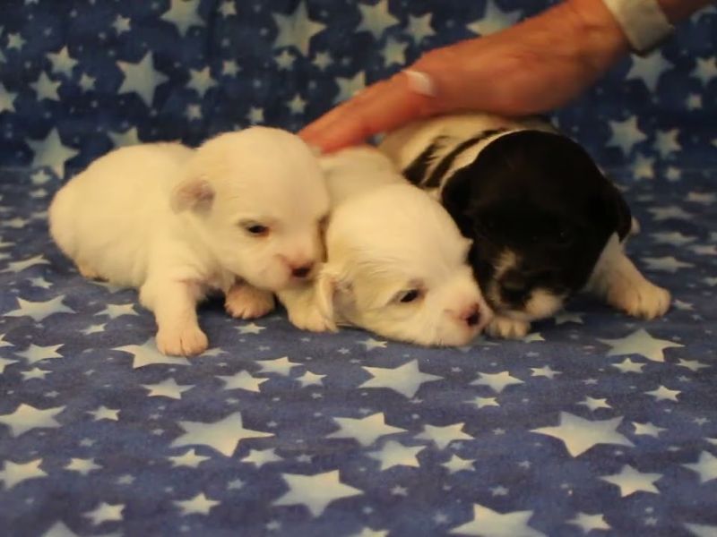 coton de tulear puppies for sale75