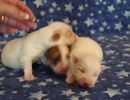 coton de tulear puppies for sale