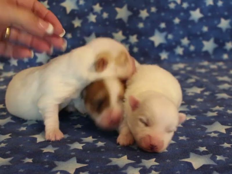 coton de tulear puppies for sale