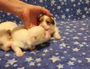 coton de tulear puppies for sale79
