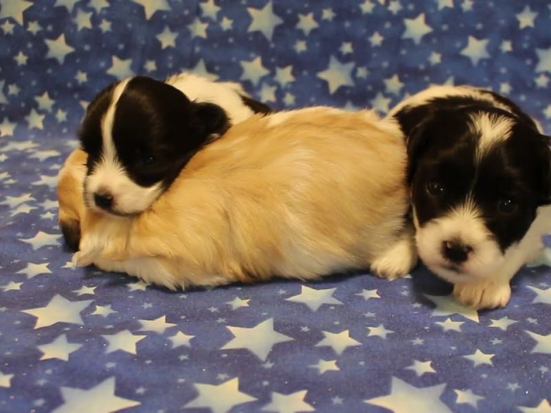 coton de tulear puppies for sale12