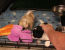 coton de tulear puppies for sale4
