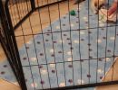 coton de tulear puppies for sale6