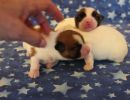 coton de tulear puppies for sale