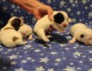 coton de tulear puppies for sale75