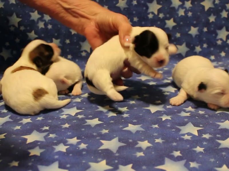 coton de tulear puppies for sale75