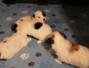 coton de tulear puppies for sale87