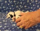 coton de tulear puppies for sale