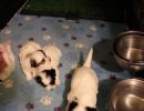 coton de tulear puppies for sale95
