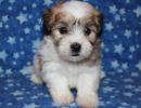 rex1 coton de tulear puppy for sale w6