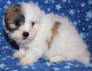 ripa3 coton de tulear puppy for sale w6