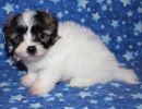 rizzo3 coton de tulear puppy for sale w6