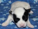 sahara1 coton de tulear puppy for sale w2
