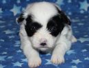 sahara1 coton de tulear puppy for sale w3