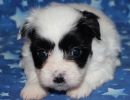 sahara1 coton de tulear puppy for sale w4