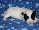 sahara2 coton de tulear puppy for sale w2