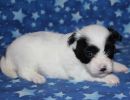 sahara2 coton de tulear puppy for sale w3