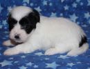 sahara3 coton de tulear puppy for sale w4