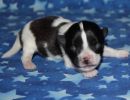 sally2 cotondetulearpuppyforsalew1