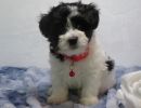sam1 coton de tulear puppy for sale w.6