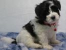 sam2 coton de tulear puppy for sale w.6