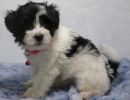 sam3 coton de tulear puppy for sale w.6