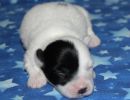samira1 cotondetulearpuppyforsalew1