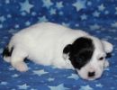samira2 cotondetulearpuppyforsalew2