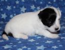 samira2 cotondetulearpuppyforsalew3