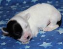 samira3 cotondetulearpuppyforsalew1