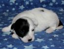 samira3 cotondetulearpuppyforsalew2