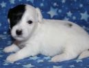 samira3 cotondetulearpuppyforsalew3