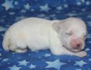 sammie2 coton de tulear puppy for sale w1