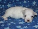 sammie2 coton de tulear puppy for sale w2