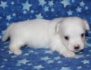 sammie2 coton de tulear puppy for sale w4
