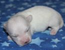 sammie3 coton de tulear puppy for sale w1