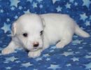 sammie3 coton de tulear puppy for sale w4