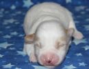 santana1 cotondetulearpuppyforsalew1