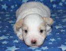 santana1 cotondetulearpuppyforsalew3