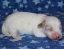 santana2 cotondetulearpuppyforsalew1