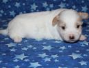 santana2 cotondetulearpuppyforsalew3